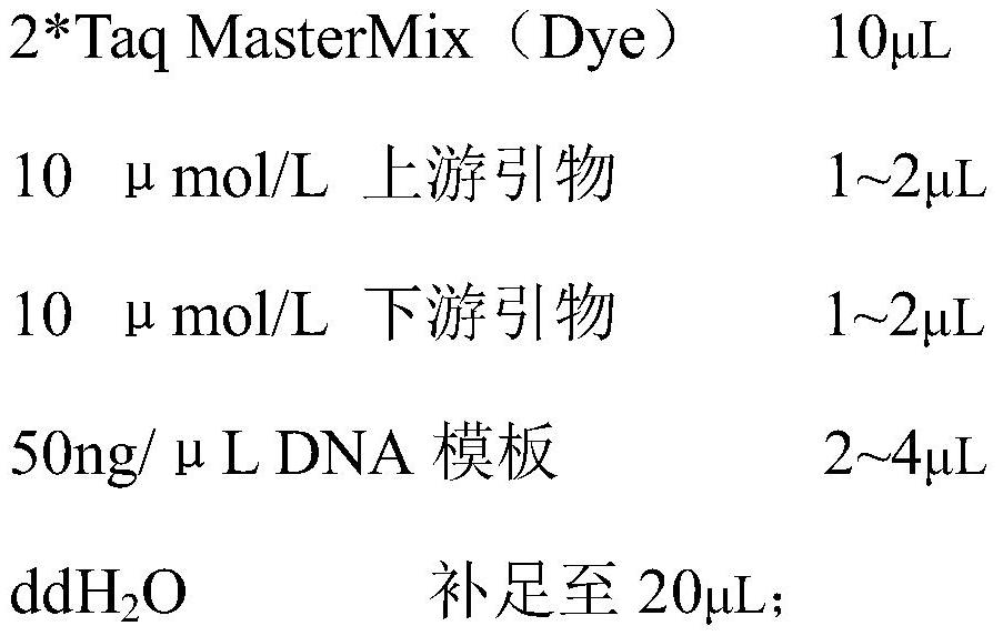 Specific molecular marker primer and method for identifying 'Xianhu series' dendrobium candidum