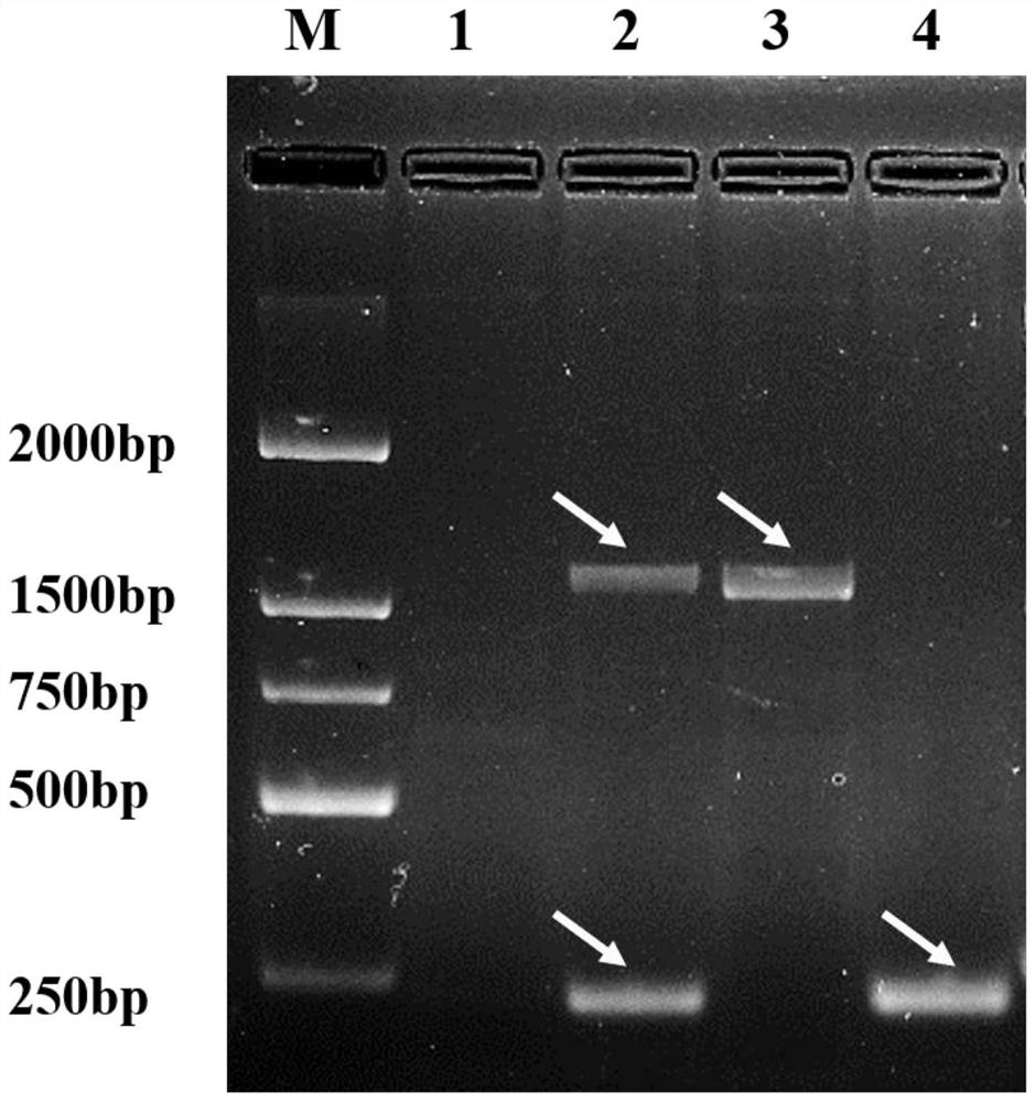 Specific molecular marker primer and method for identifying 'Xianhu series' dendrobium candidum