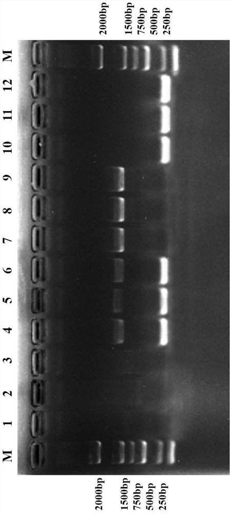 Specific molecular marker primer and method for identifying 'Xianhu series' dendrobium candidum