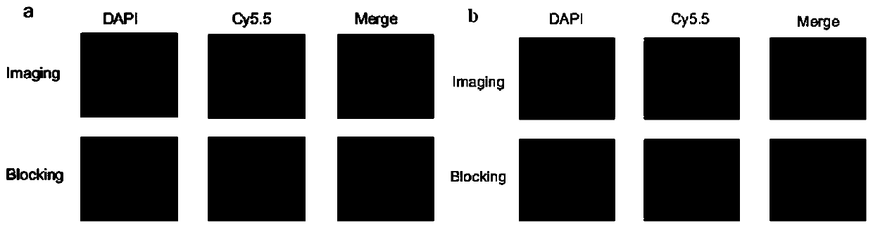 Near-infrared fluorescent probe targeting cyp1b1 enzyme and its preparation and use