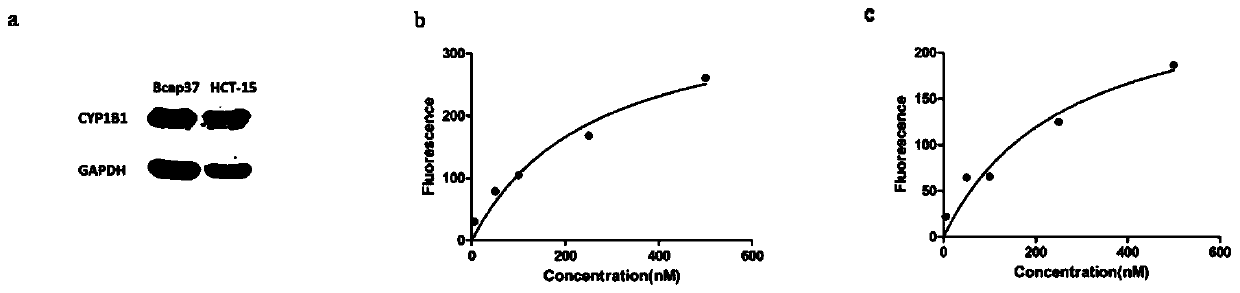 Near-infrared fluorescent probe targeting cyp1b1 enzyme and its preparation and use