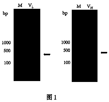 Phage antibody library and application thereof in content determination of clenbuterol hydrochloride