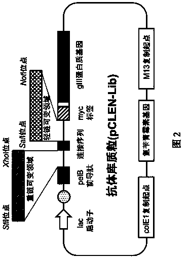 Phage antibody library and application thereof in content determination of clenbuterol hydrochloride