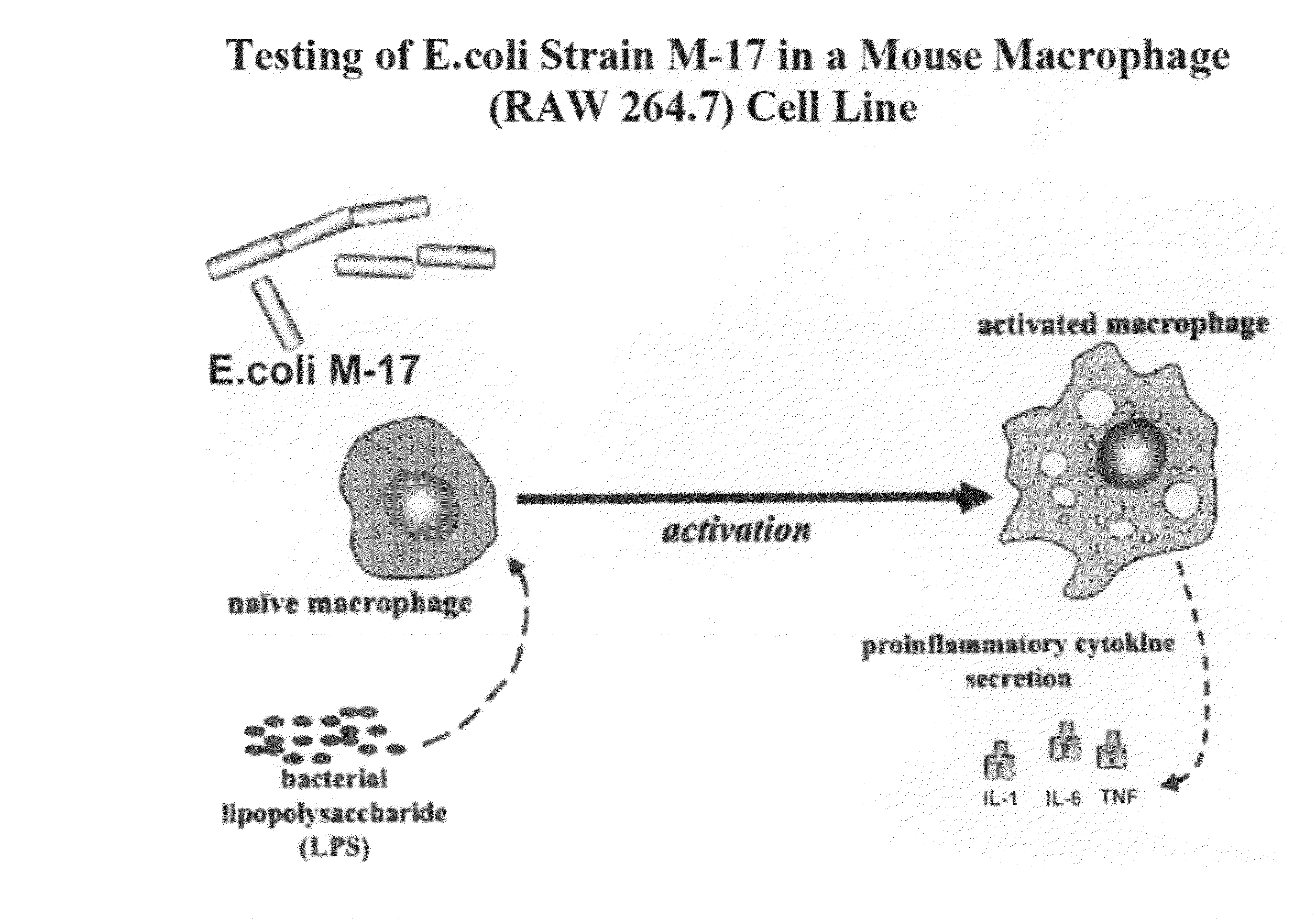 Biotherapeutic compositions comprising probiotic escherichia coli and uses thereof