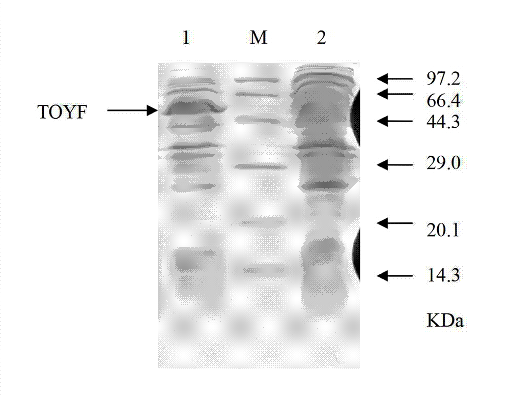 Recombinant streptomyces diastatochromogenes with reinforced toyF expression, construction method and uses thereof
