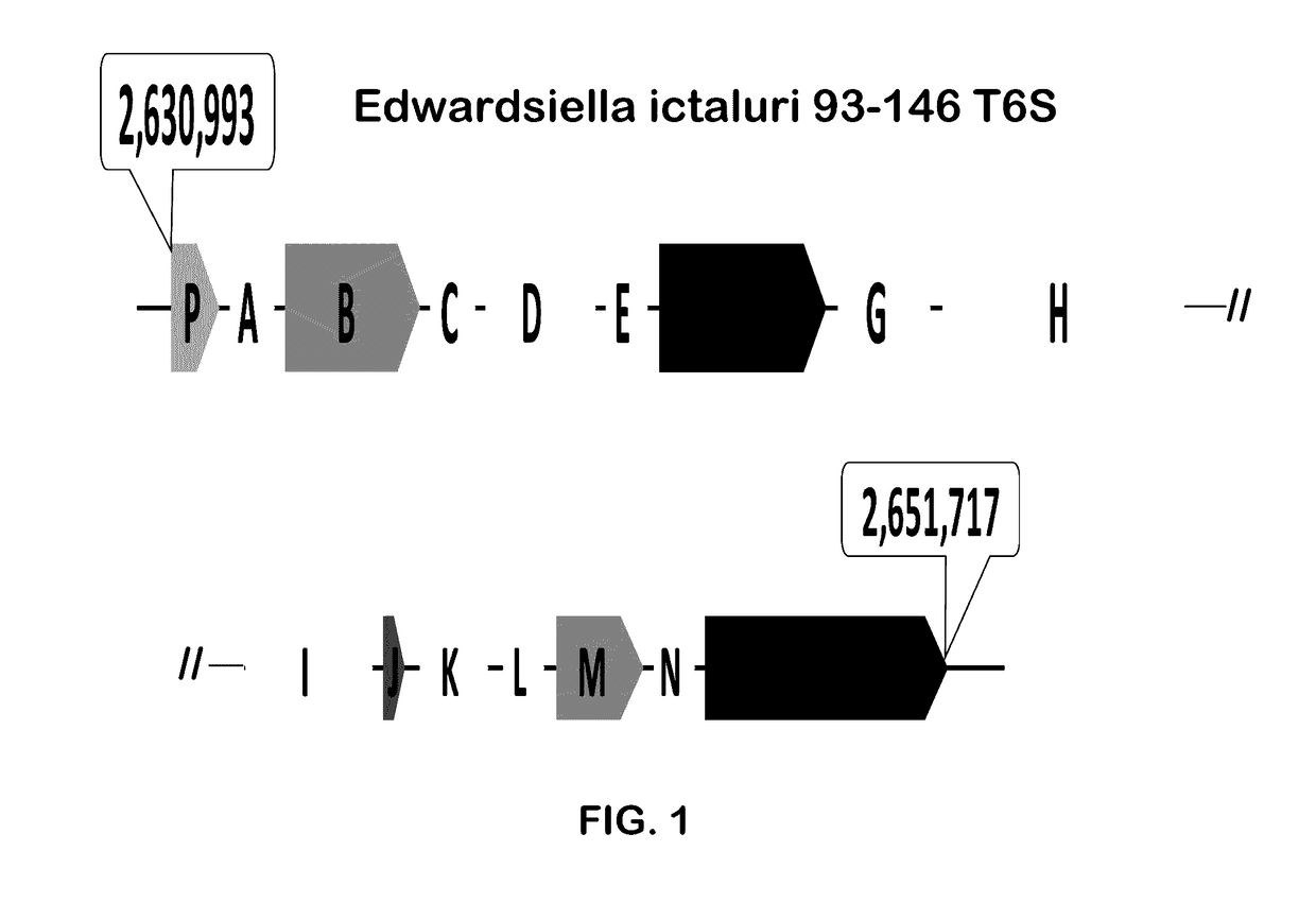 Live attenuated edwardsiella ictaluri vaccine and method of using the same