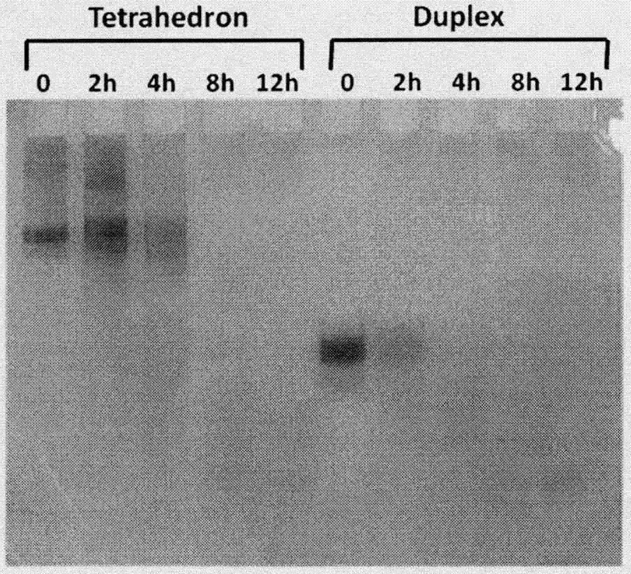 Adriamycin-loaded aptamer-modified DNA nanocage and preparation method thereof