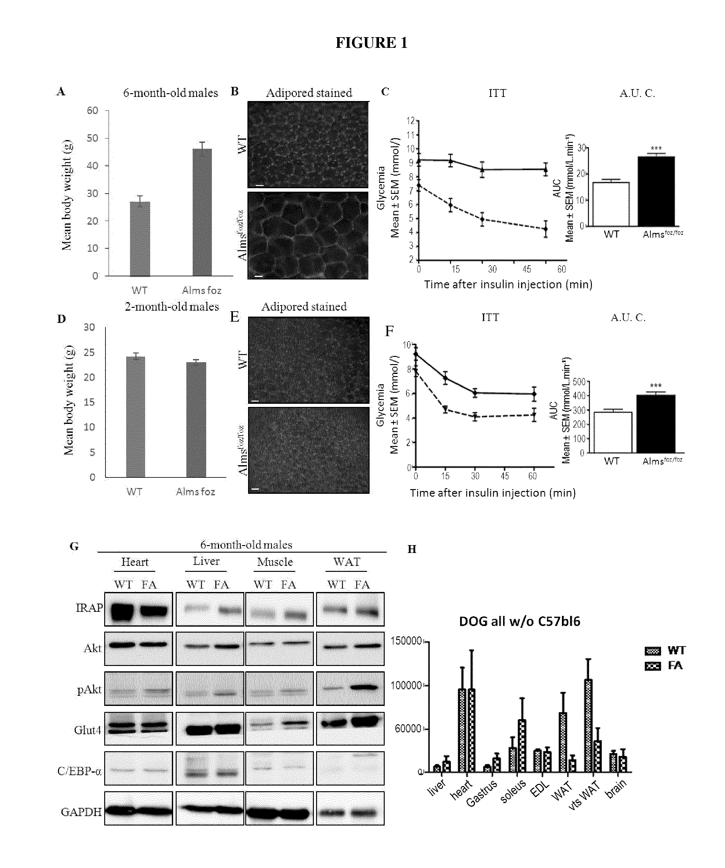 New target for diabetes treatment and prevention