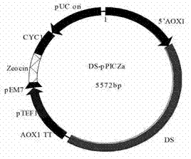 Protopanoxadiol biosynthesizing method and bacterial strain for producing protopanoxadiol