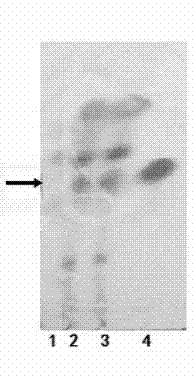 Protopanoxadiol biosynthesizing method and bacterial strain for producing protopanoxadiol