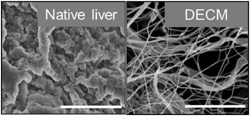 Decellularized extracellular matrix (DECM) template used for simulating liver cancer environment