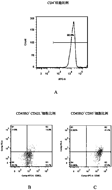 Central memory T cell body and in-vitro culture method