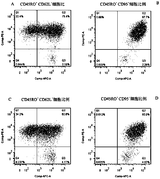 Central memory T cell body and in-vitro culture method