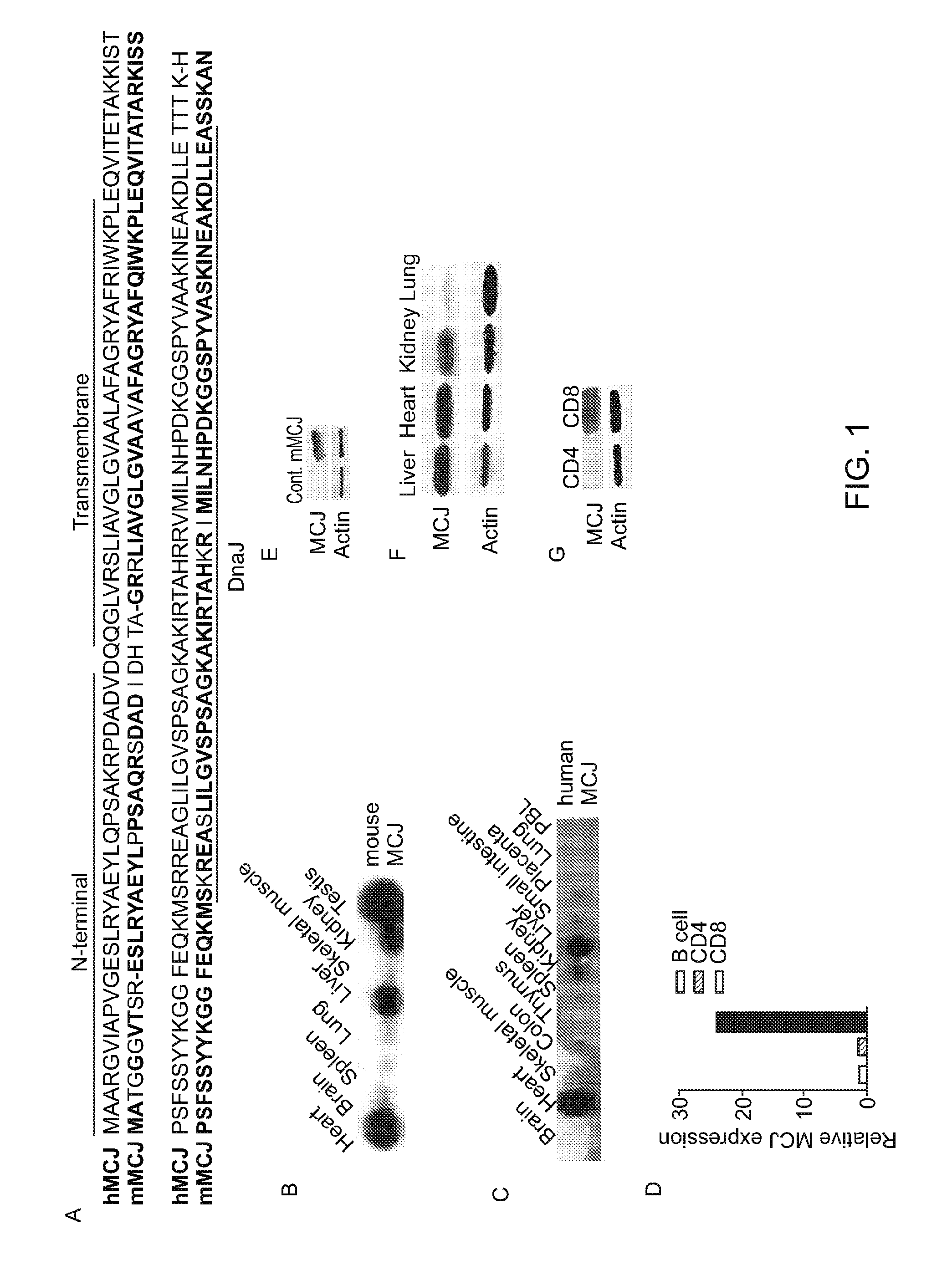 Methods and compositions for metabolic regulation