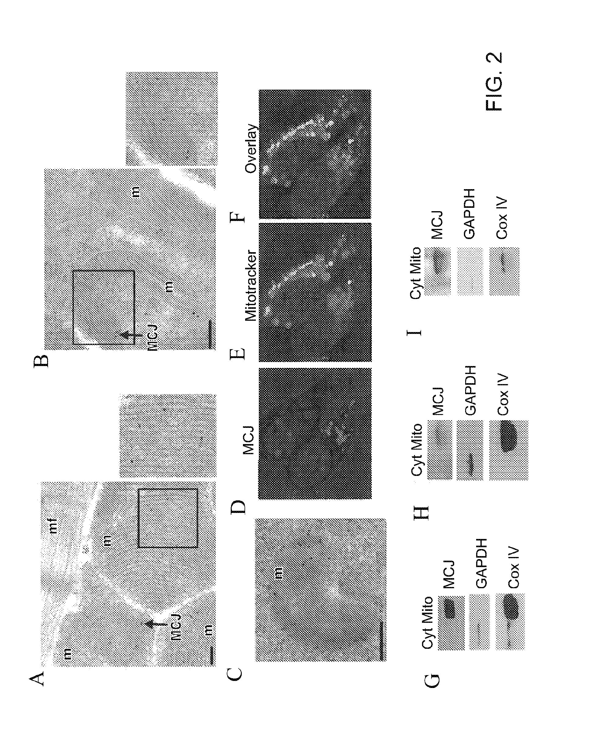 Methods and compositions for metabolic regulation