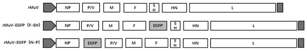 A recombinant virus and its application in the detection of mumps virus neutralizing antibody