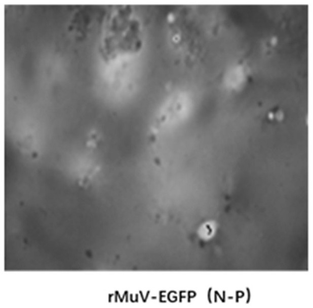 A recombinant virus and its application in the detection of mumps virus neutralizing antibody