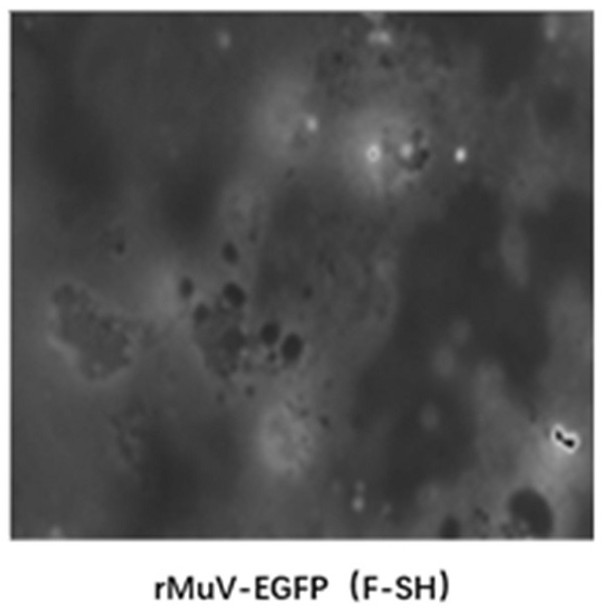 A recombinant virus and its application in the detection of mumps virus neutralizing antibody