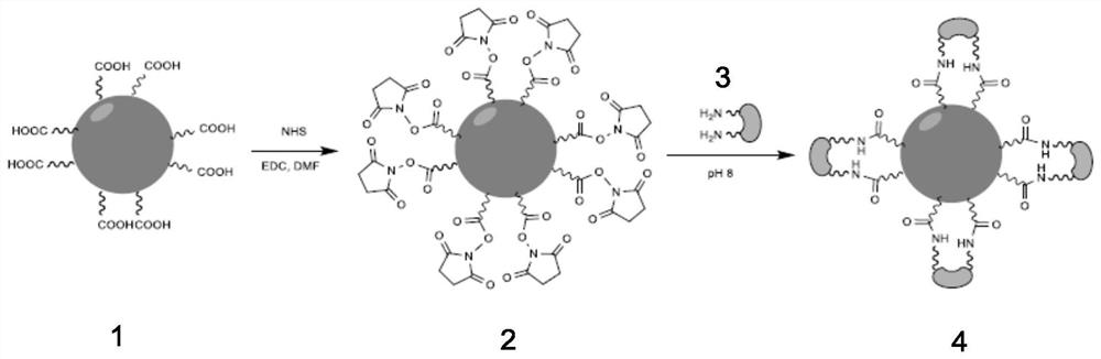 Protein cross-linked nano-silicon and preparation method, exosome separation and purification method and application