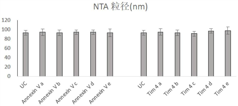 Protein cross-linked nano-silicon and preparation method, exosome separation and purification method and application