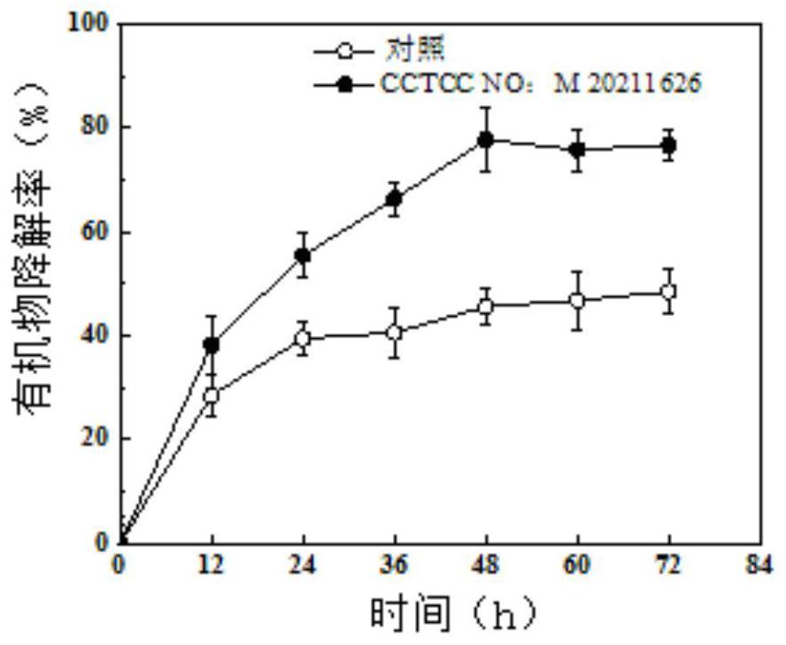 Biological reduction strain for kitchen waste and application thereof