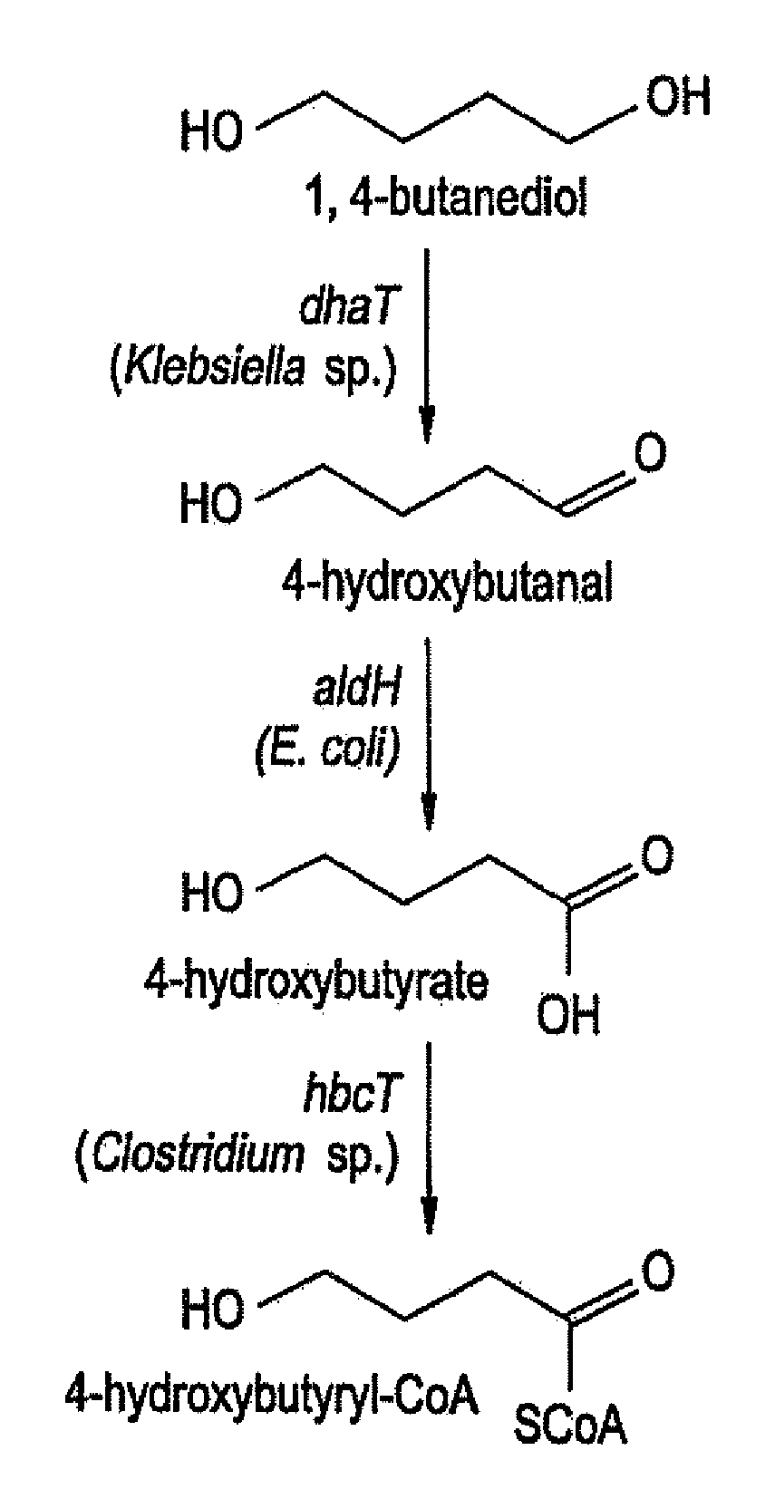 Production of Polyhydroxyalkanoates From Polyols