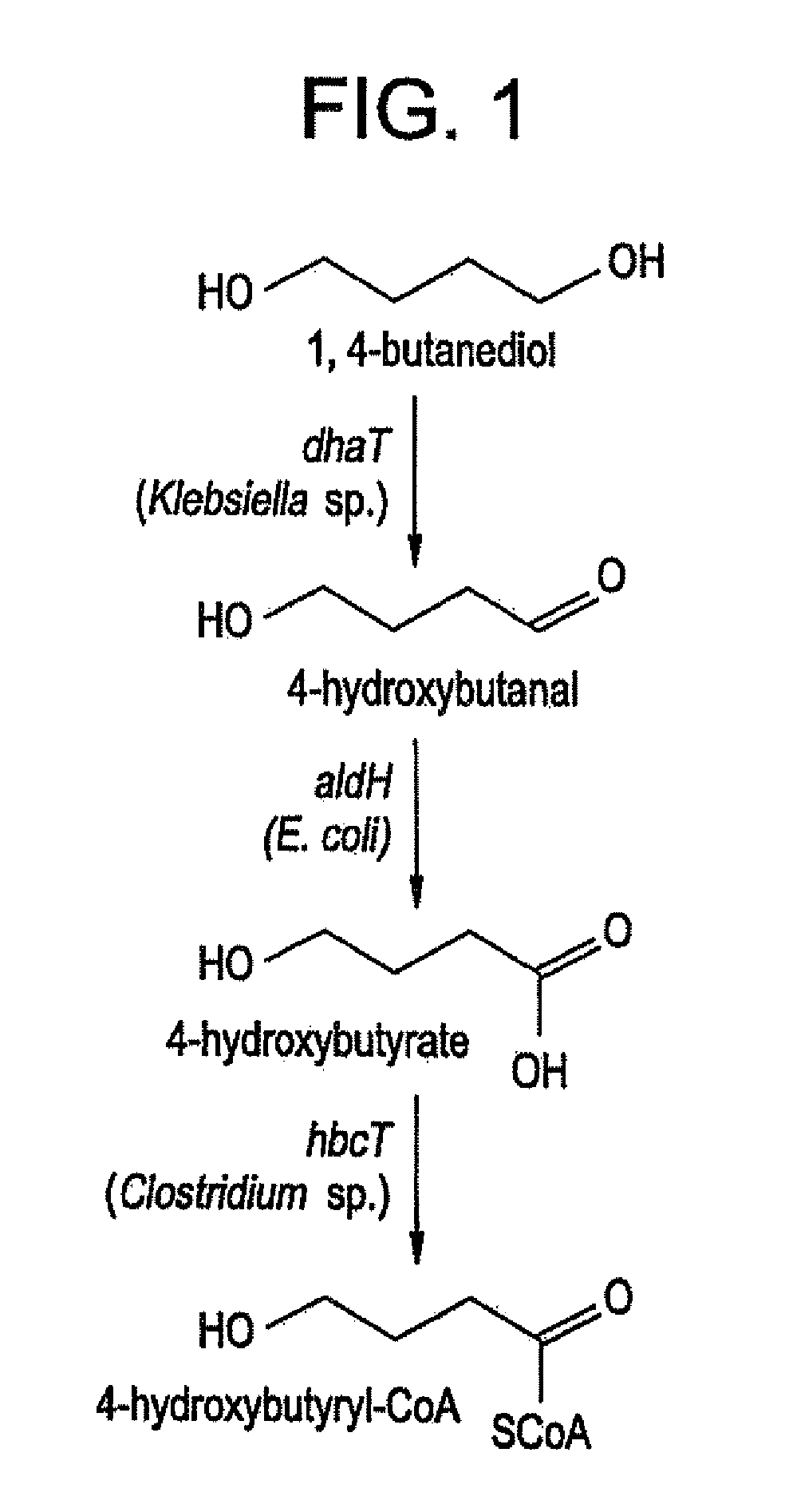 Production of Polyhydroxyalkanoates From Polyols