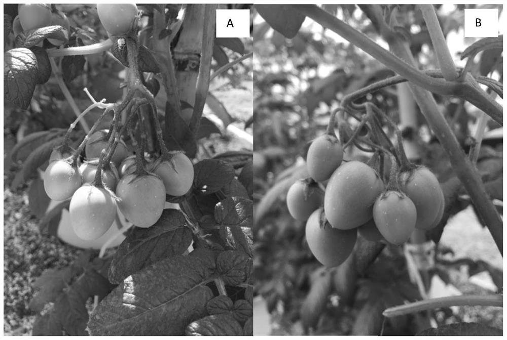 StSci proteins that alter self-incompatibility in diploid potato material