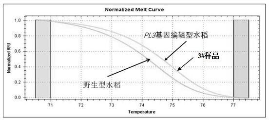 Method for identifying gene editing rice based on high-resolution melting curve