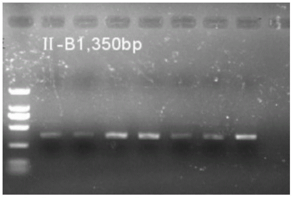 Specific primers and typing method of class ii mhc gene for detection of antibacterial potential of crested ibis