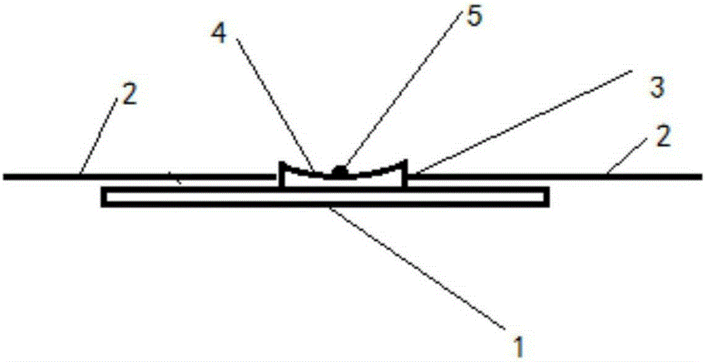 Animal tail temperature measurement apparatus and method for measuring animal body temperature