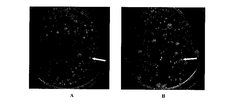 Microbial preparation prepared by fermentation of stalk hydrolysate and use thereof