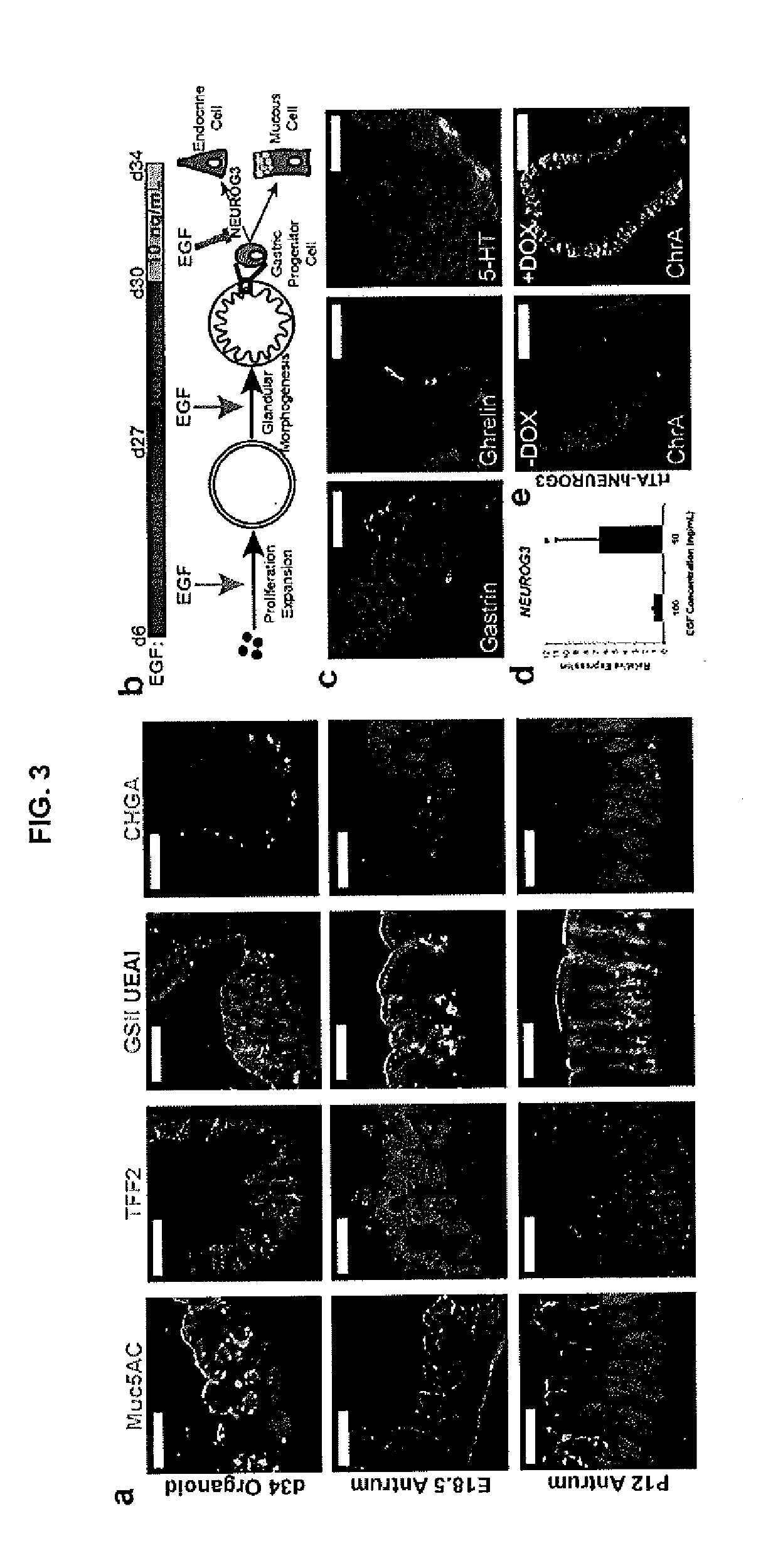Methods and systems for converting precursor cells into gastric tissues through directed differentiation
