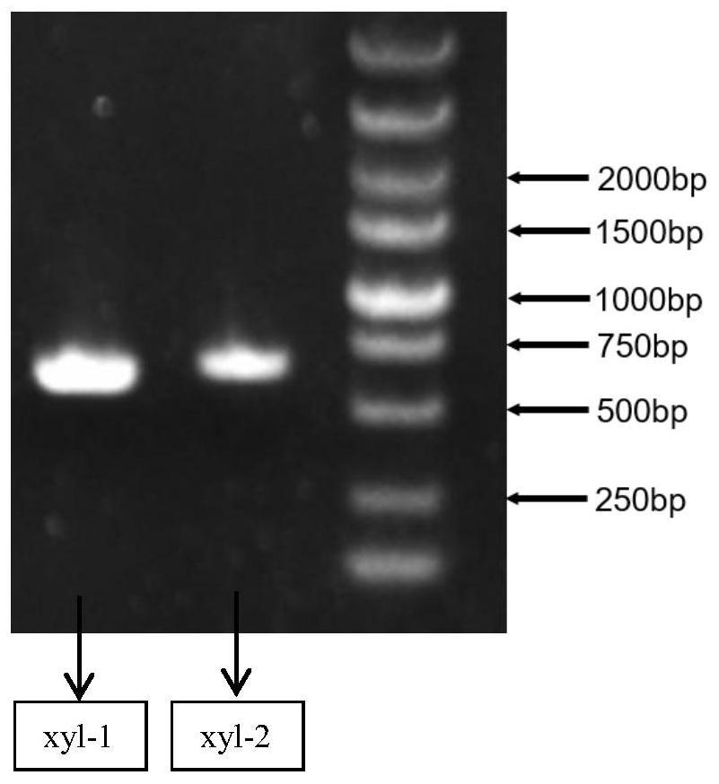 GH11 family xylanase gene, cloning expression and ramie degumming application thereof