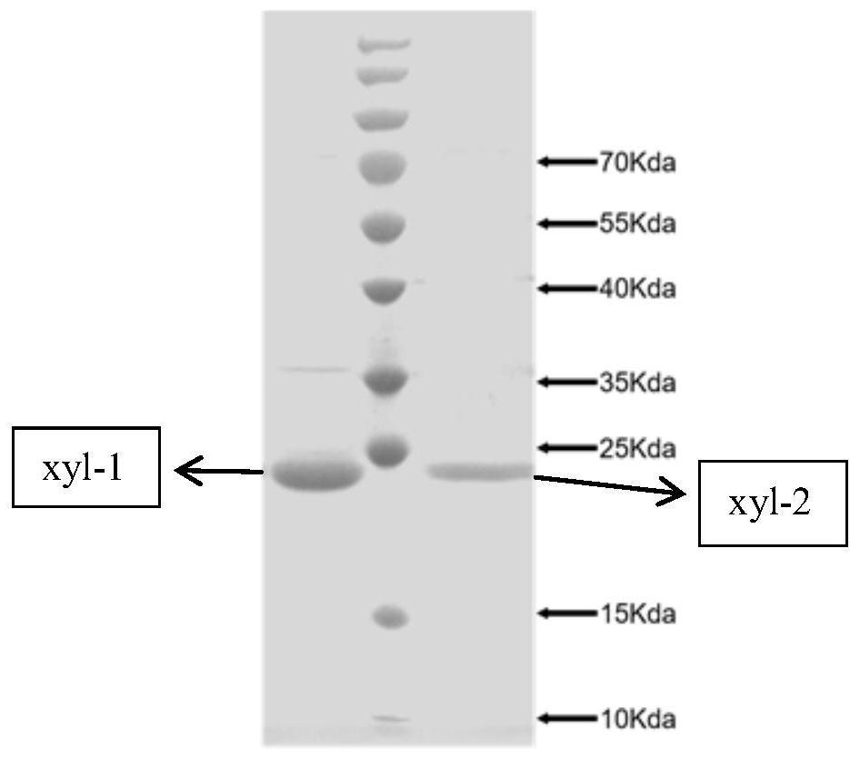 GH11 family xylanase gene, cloning expression and ramie degumming application thereof