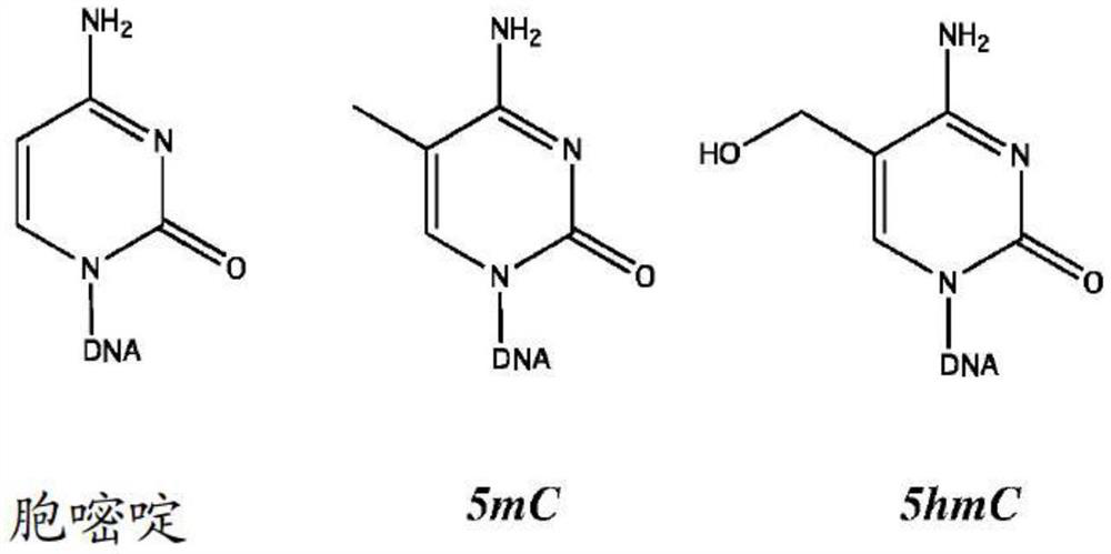 Hydroxymethylation analysis of cell-free nucleic acid samples for assigning tissue of origin, and related methods of use