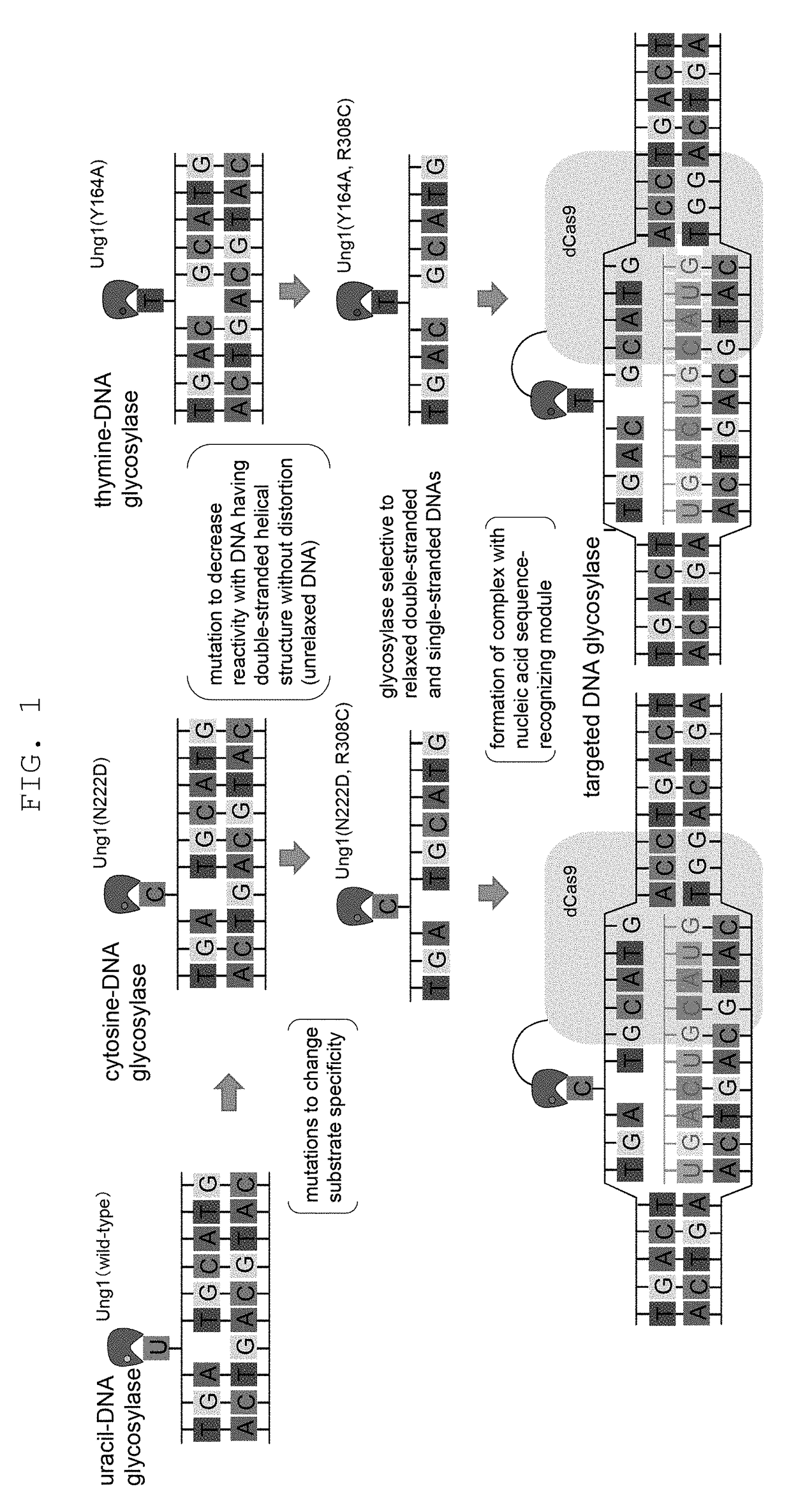 Method for modifying genome sequence to introduce specific mutation to targeted DNA sequence by base-removal reaction, and molecular complex used therein