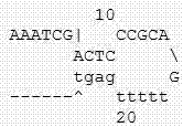 One-step RT-qPCR (reverse transcription-quantitative polymerase chain reaction) human MTHFR (methylenetetrahydrofolate reductase) and MTRR (methionine synthase reductase) gene polymorphism expression detecting kit