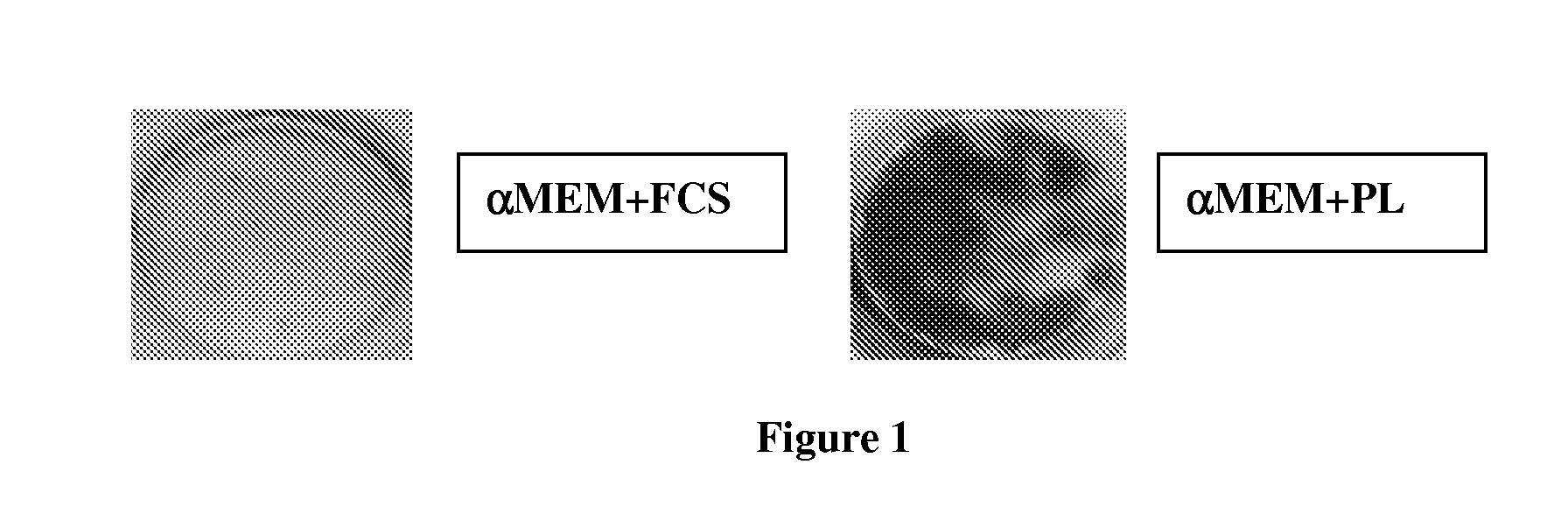 Mesenchymal stromal cell populations and methods of isolating and using same