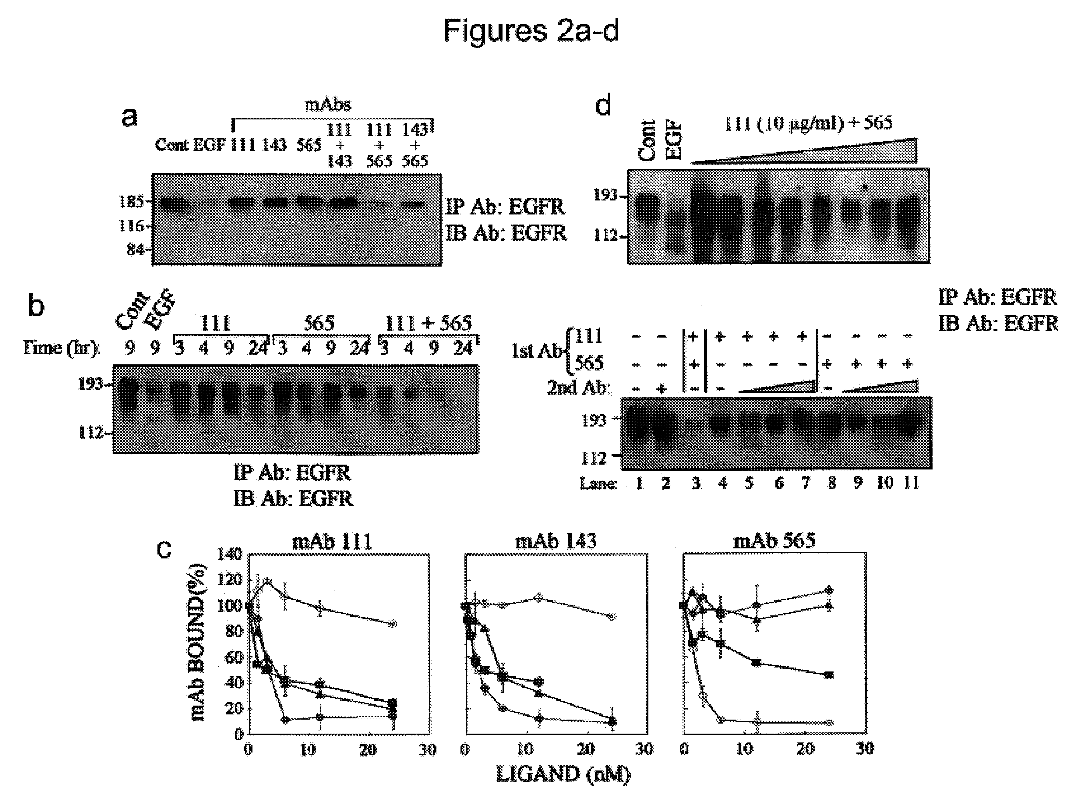 Methods of identifying combinations of antibodies with an improved anti-tumor activity and compositions and methods using the antibodies