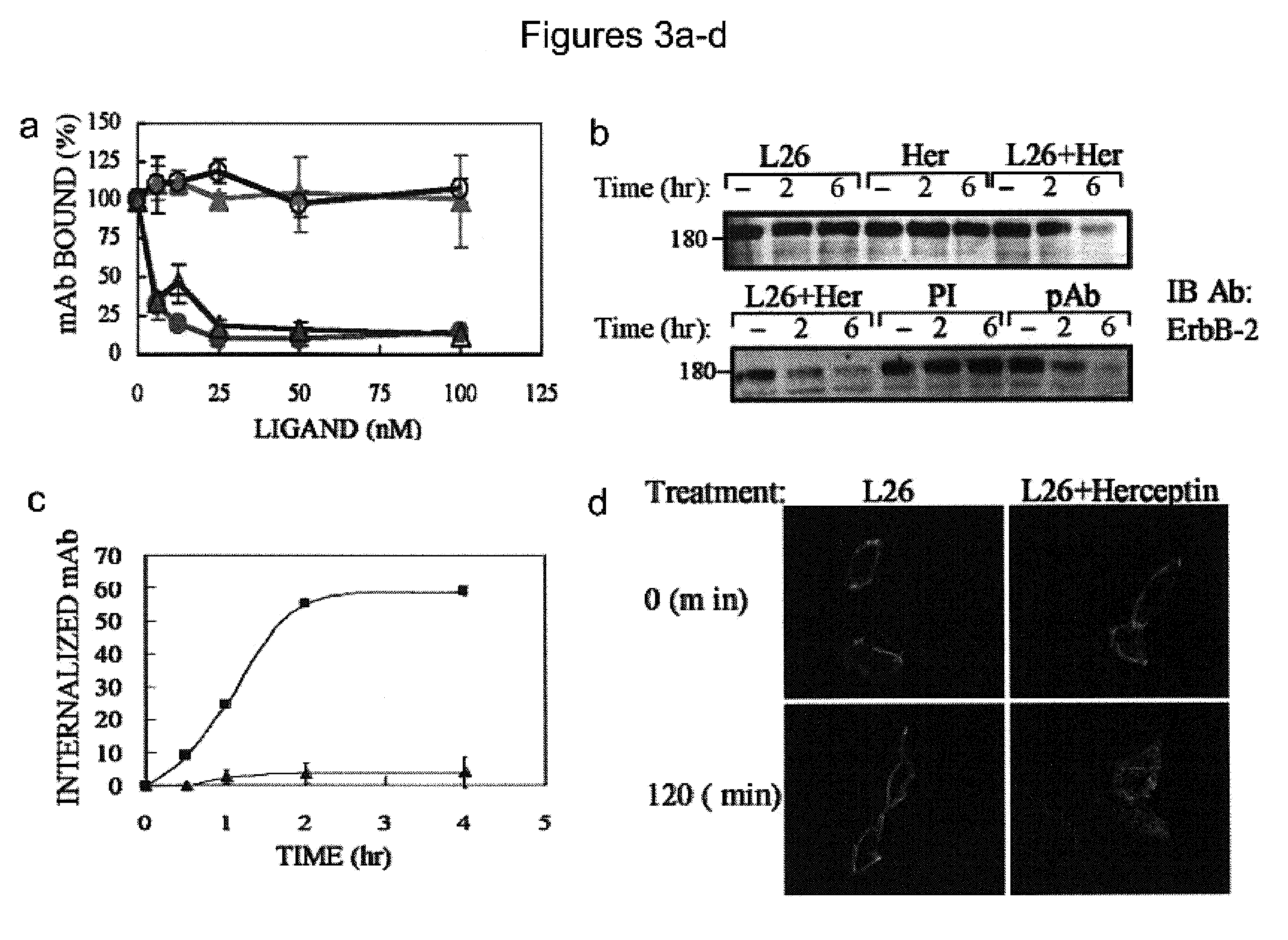 Methods of identifying combinations of antibodies with an improved anti-tumor activity and compositions and methods using the antibodies