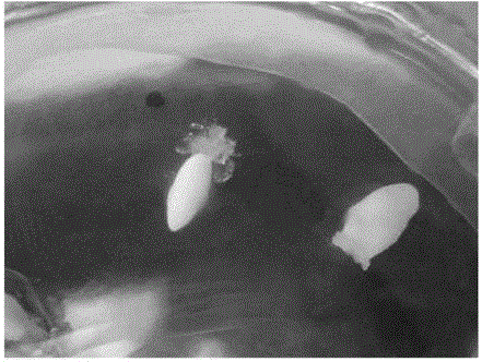 A method for somatic embryogenesis and plant regeneration of Pinus tabulaeformis