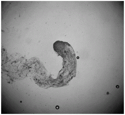 A method for somatic embryogenesis and plant regeneration of Pinus tabulaeformis