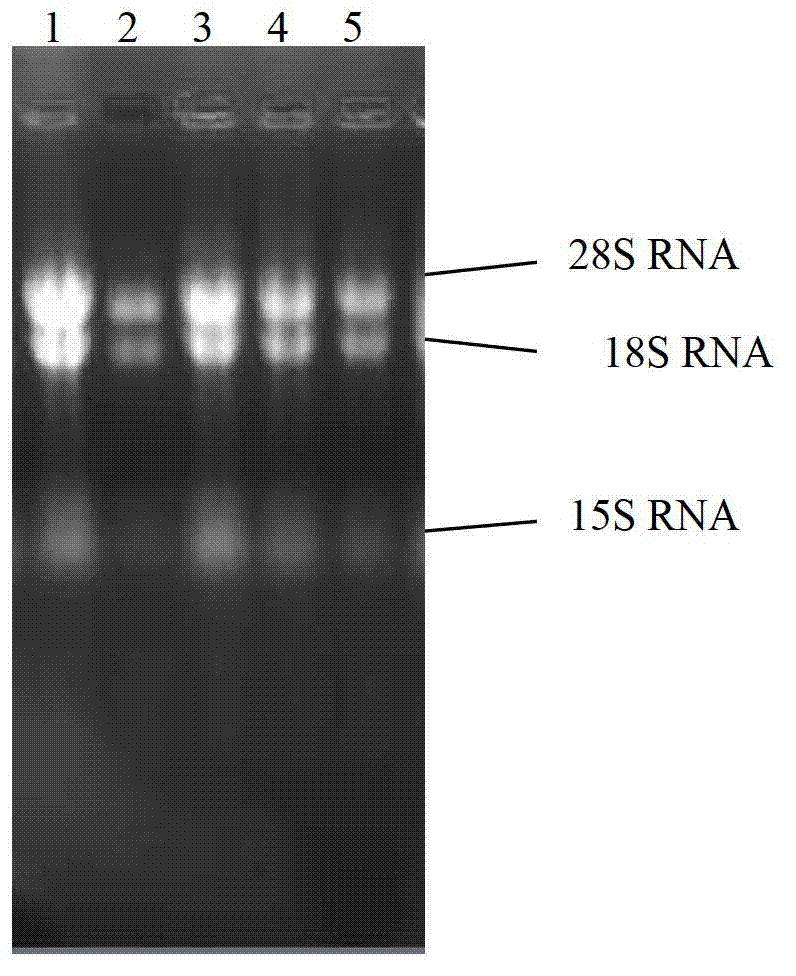 Cordyceps Chinese Hirsutella nucleoside diphosphokinase, coding gene and application thereof