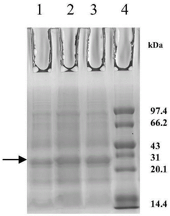 mouse anti-human znf580 monoclonal antibody