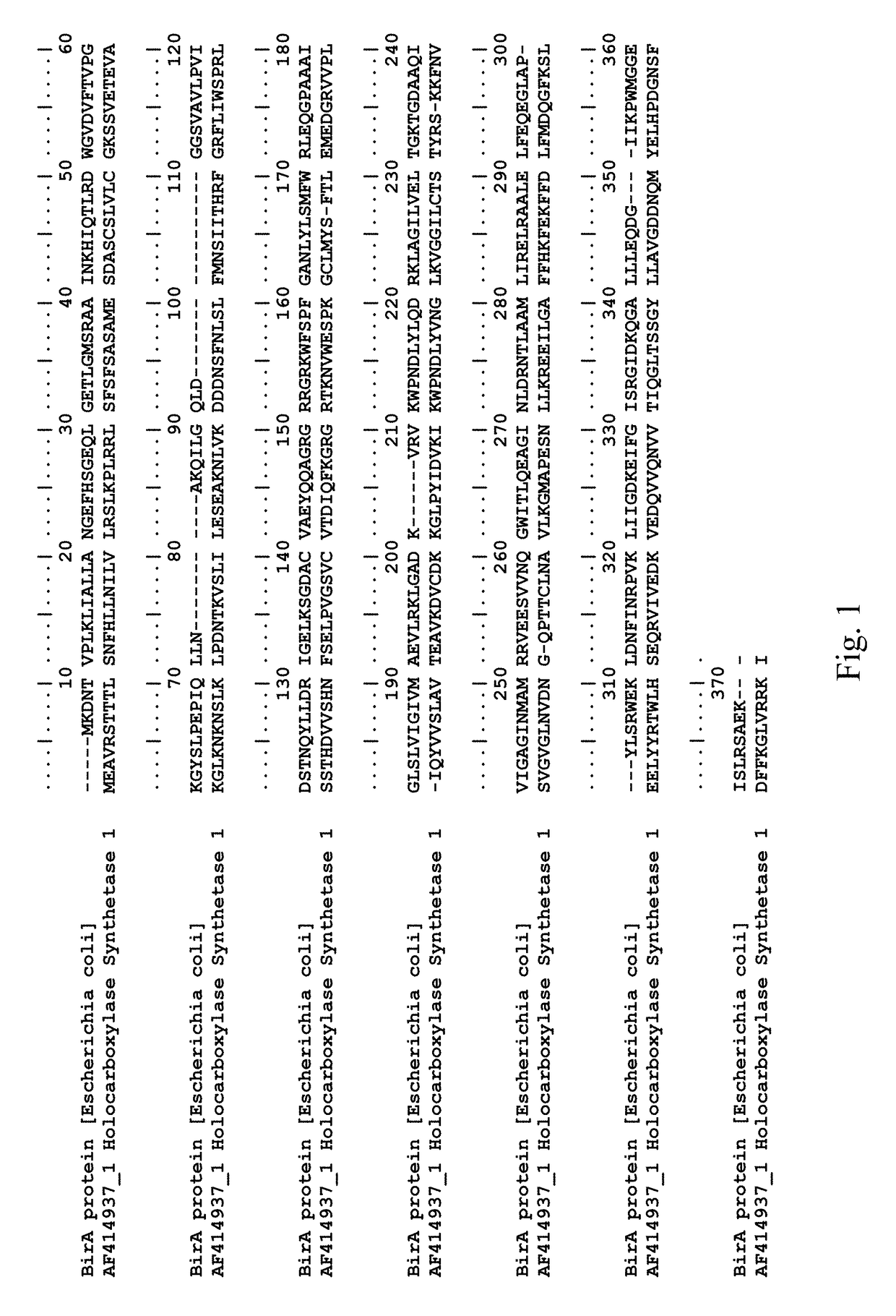 Methods and compositions for enhanced biomass production and increased abiotic stress tolerance