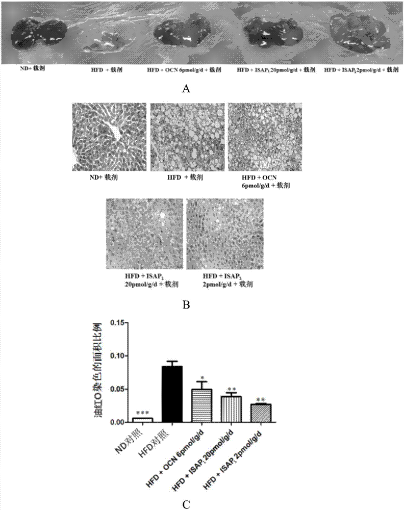 Polypeptide capable of regulating energy metabolism and application of polypeptide