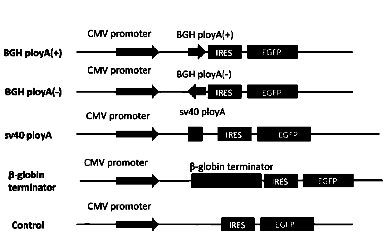 A method for terminating lncRNA biallelic transcription