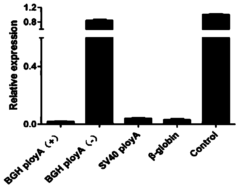 A method for terminating lncRNA biallelic transcription