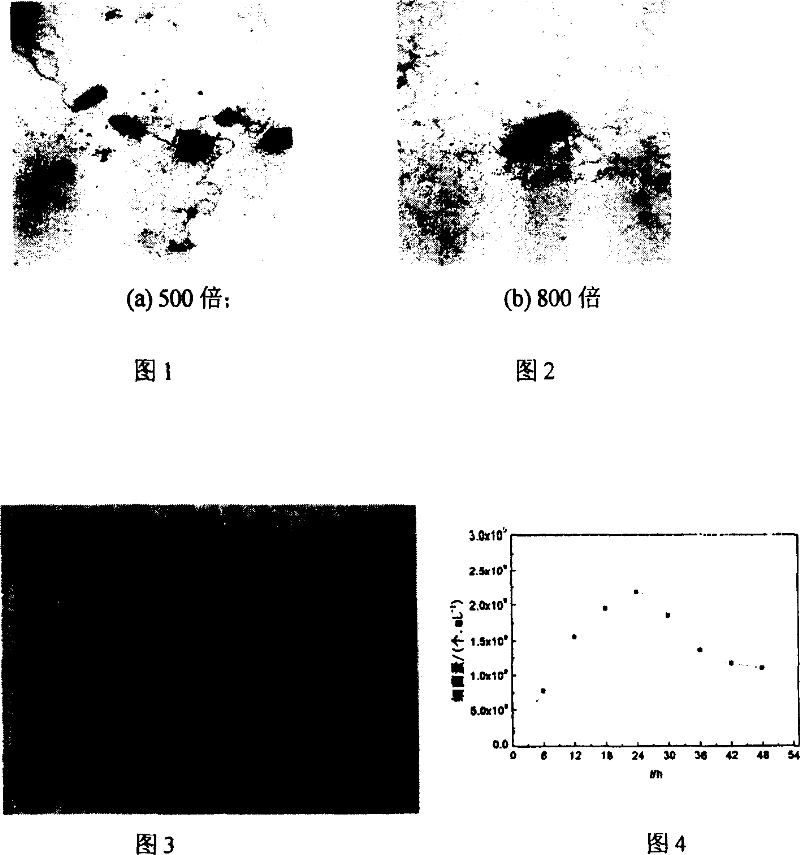 One strain of bacterium of reducing high density hexabasic chromium in alkaline medium and its cultivating method